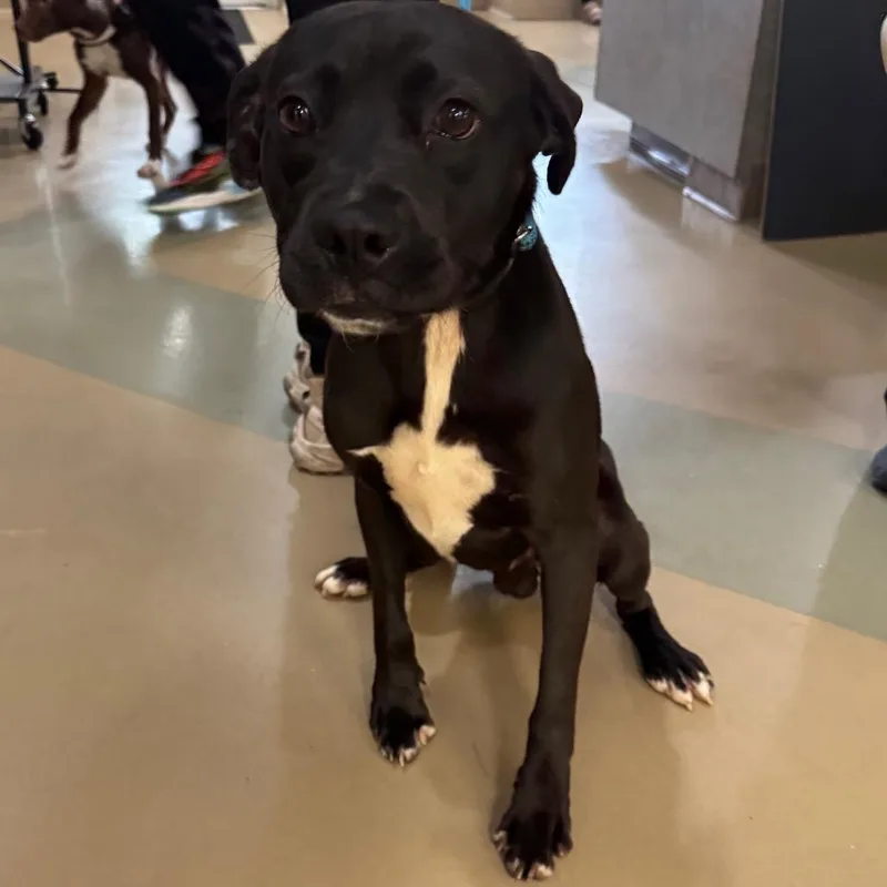 An adult medium-sized male Mixed Breed dog named Bruno for adoption in Winston-Salem, NC