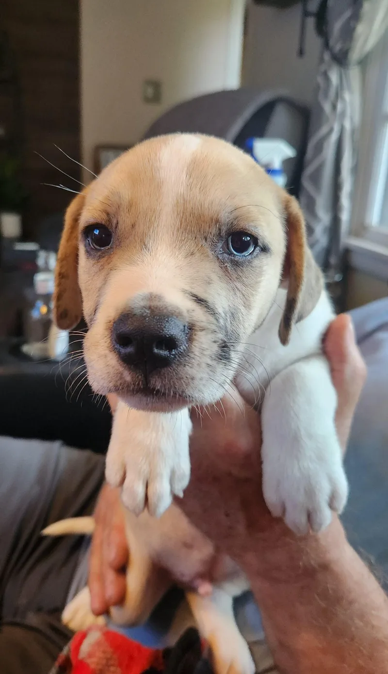 A baby small-sized male Australian Shepherd dog named Frankie for adoption in Twin lakes, WI