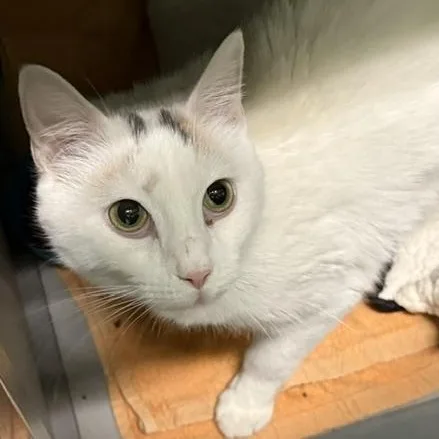 An adult medium-sized female Domestic Short Hair cat named Deisha for adoption in Honesdale, PA