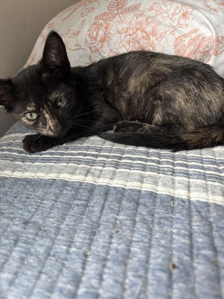 A baby medium-sized female Domestic Short Hair cat named Plum for adoption in Salisbury, NC