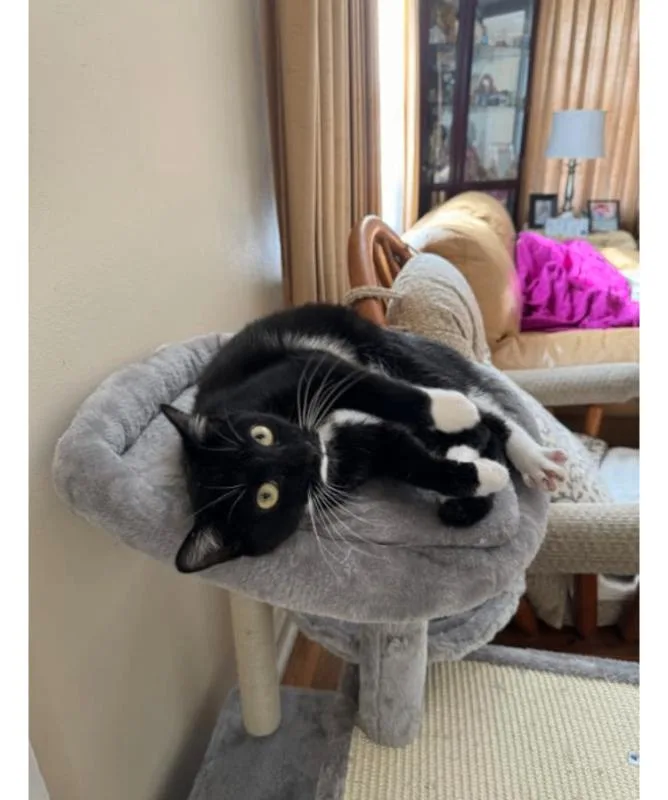 Loki