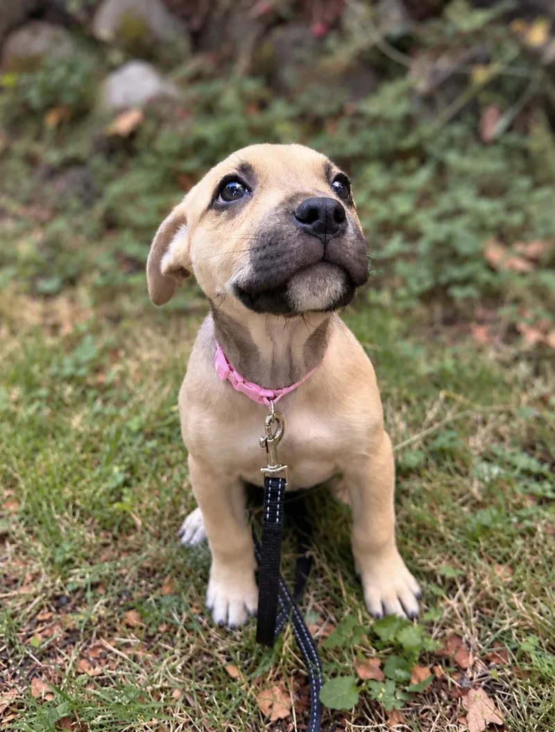 A baby medium-sized female Pit Bull Terrier dog named Sweet Pea for adoption in Puyallup, WA