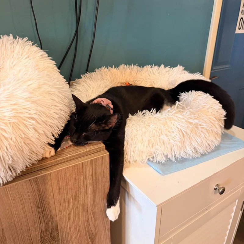 A baby medium-sized female Black & White / Tuxedo Domestic Short Hair cat named Mai Tai for adoption in Brooklyn, NY