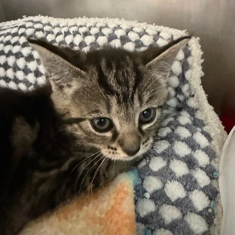 A baby small-sized female Domestic Short Hair cat named Alice for adoption in Blairsville, GA