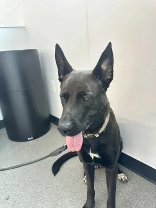 An adult large-sized female Mixed Breed dog named Tisha for adoption in West Chester, PA