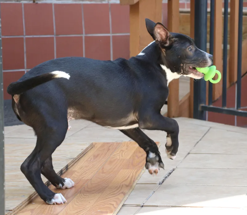 A baby medium-sized male Terrier dog named Ziggy L for adoption in Pflugerville, TX