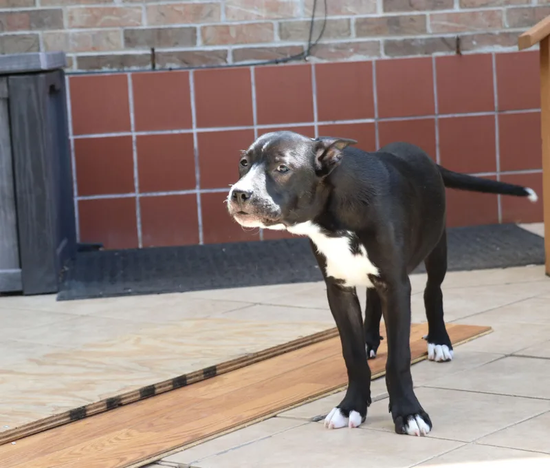 Ziggy L thumbnail 2