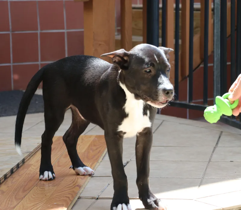 Ziggy L thumbnail 3