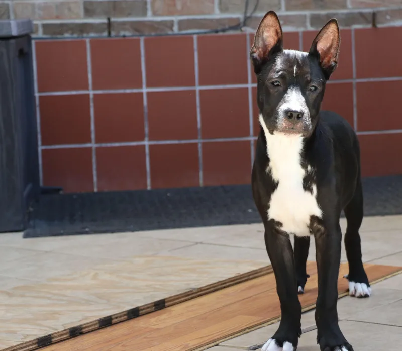 Ziggy L thumbnail 6