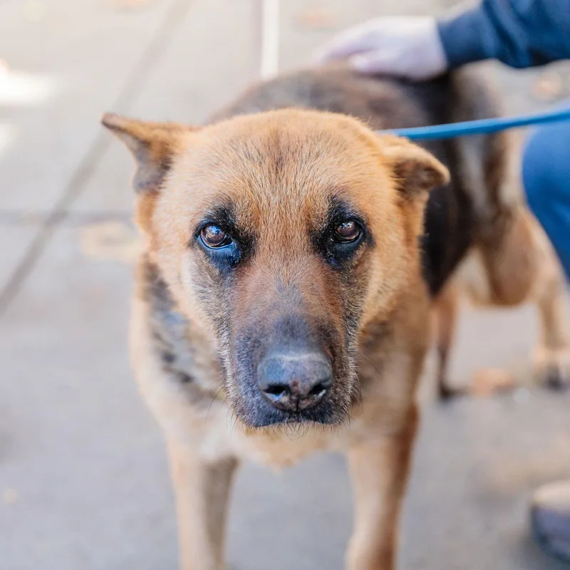 Evangeline thumbnail 3