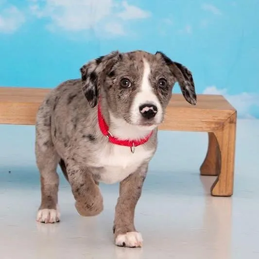 A baby medium-sized female Gray / Blue / Silver Mixed Breed dog named Divorce Daiquiri for adoption in Fredericksburg, VA