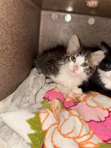A baby large-sized male Domestic Short Hair cat named Kenneth for adoption in San Martin, CA