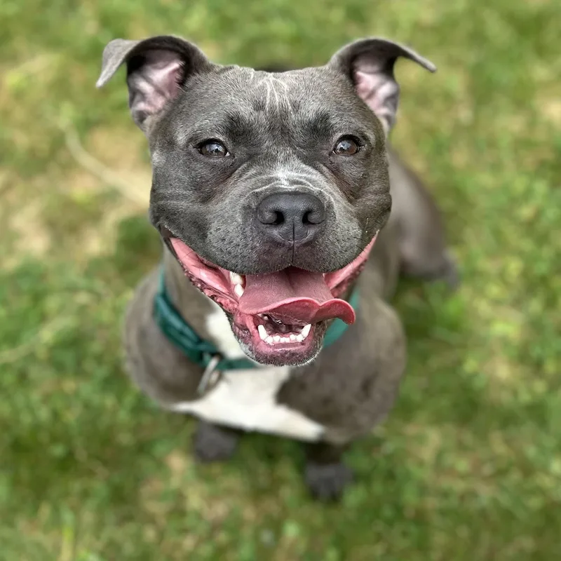 A young medium-sized female Gray / Blue / Silver Mixed Breed dog named Tiny for adoption in Youngstown, OH
