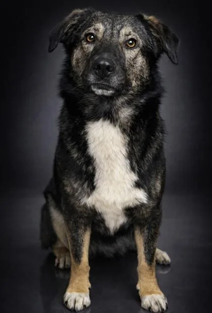 A young large-sized male German Shepherd Dog dog named Grizzly for adoption in Wilkesboro, NC
