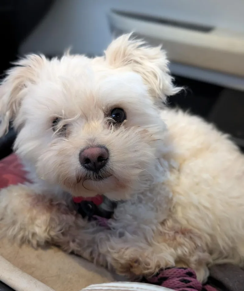 A young small-sized male Poodle dog named Starcatcher for adoption in San Diego, CA