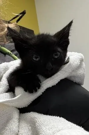 A baby small-sized male Domestic Short Hair cat named Buttercup for adoption in Atlanta, GA