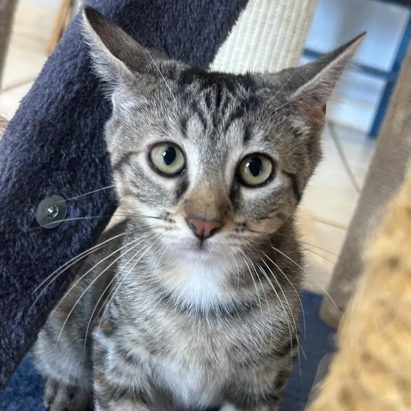 A baby small-sized female Torbie Domestic Short Hair cat named Jasmine Pearl for adoption in Middletown, NY