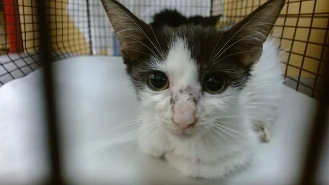 A baby small-sized female Domestic Short Hair cat named Patches for adoption in Miami, FL