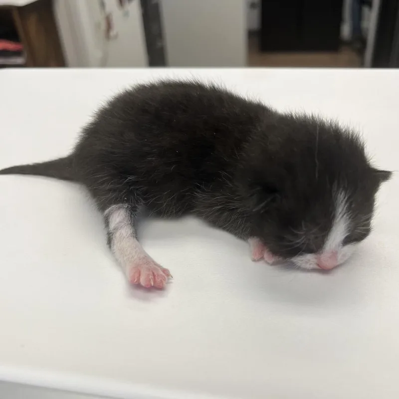 A baby small-sized female Black Domestic Short Hair cat named Parsley for adoption in Morganfield, KY