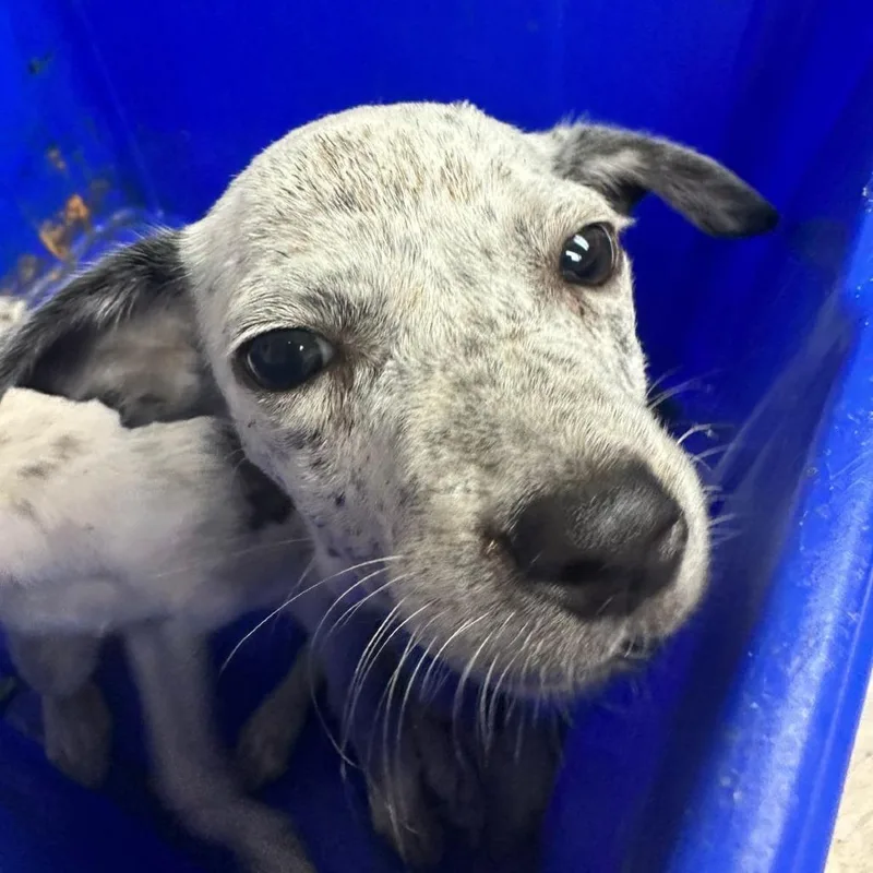 A baby small-sized male White / Cream Mixed Breed dog named Tres for adoption in Lakeland, FL