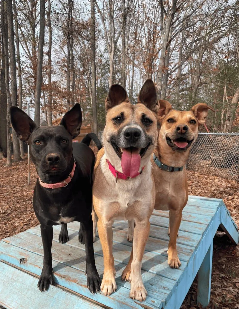A young medium-sized female Shepherd dog named Ginger for adoption in Greenville, SC
