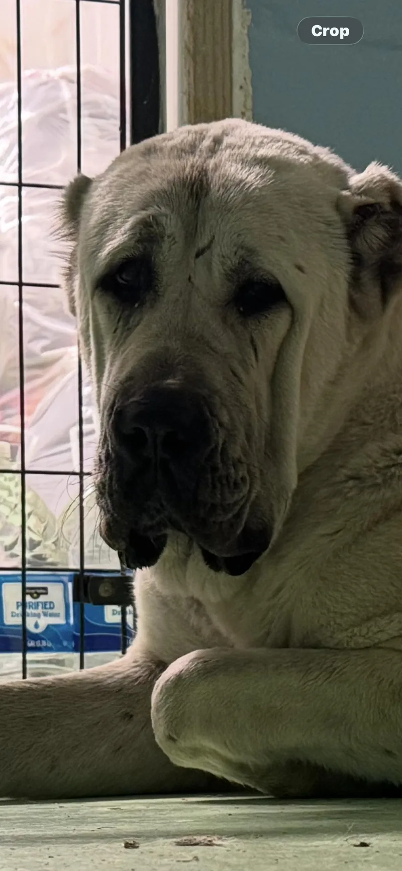 A young extra large-sized female Apricot / Beige Anatolian Shepherd dog named Banu Houston Tx for adoption in Alvin, TX