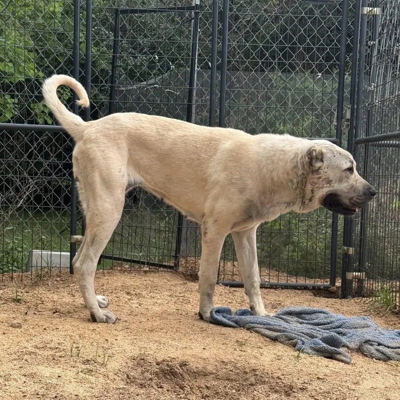 Banu  Houston Tx thumbnail 2