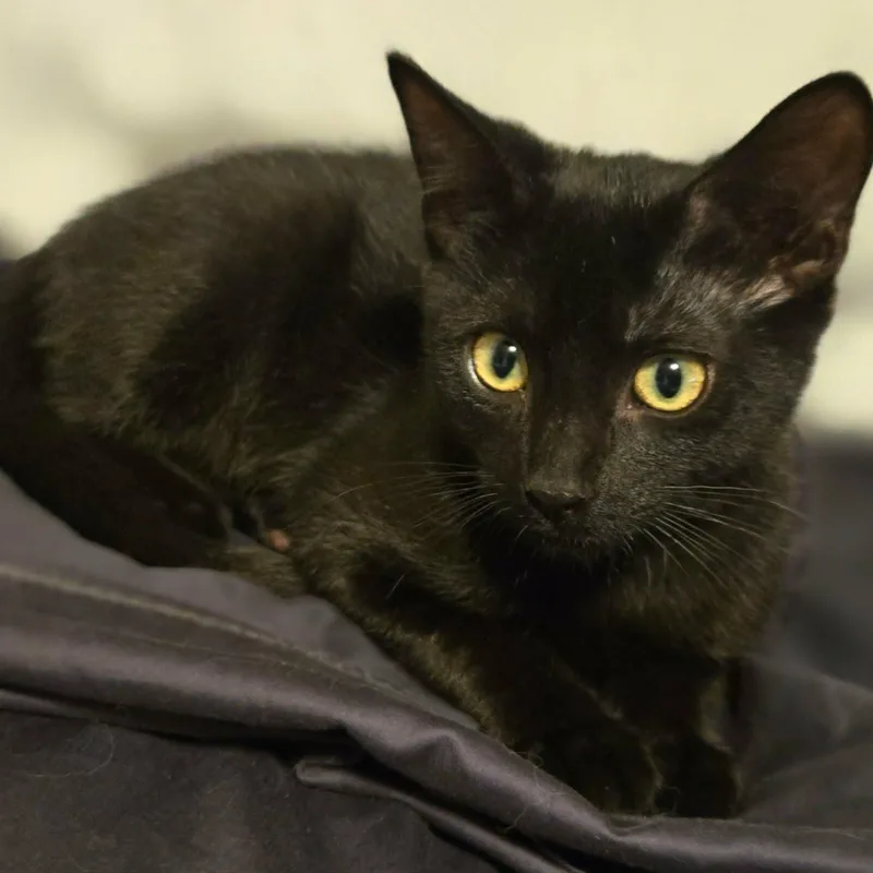 A baby medium-sized male Black Domestic Short Hair cat named Johnny for adoption in Watertown, WI