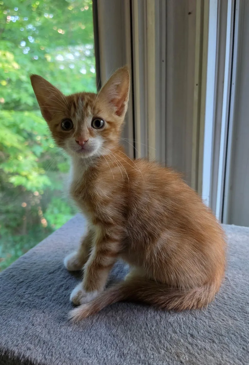 A baby small-sized male Tabby (Orange / Red) Domestic Short Hair cat named Aang for adoption in Bentonville, AR