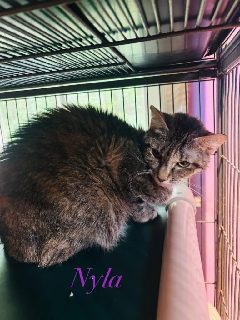 A young medium-sized female Domestic Short Hair cat named Nyla for adoption in Cambridge, MD