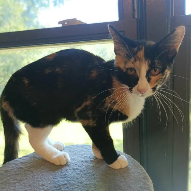 A young medium-sized female Domestic Short Hair cat named Lily for adoption in Franklinville, NJ