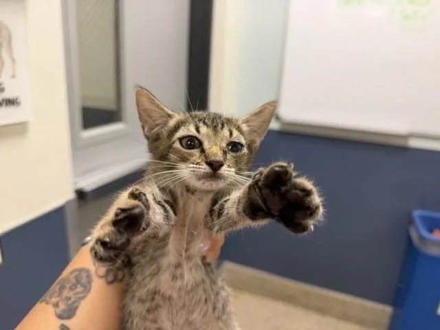 A baby small-sized female Domestic Short Hair cat named Bear for adoption in Miami, FL