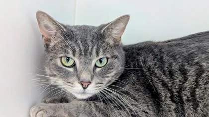 A baby small-sized male Domestic Short Hair cat named Pancho for adoption in Manteo, NC