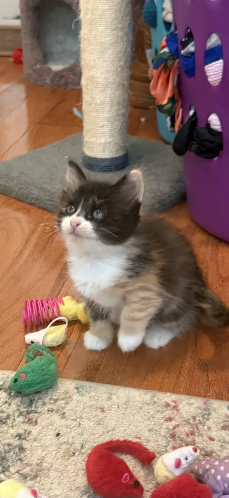 A baby medium-sized female Domestic Long Hair cat named Hibiscus for adoption in Manchester, CT