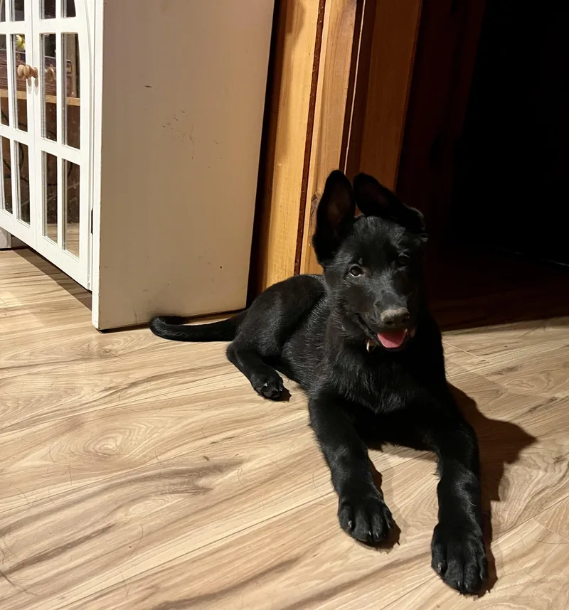 A baby large-sized female Black German Shepherd Dog dog named Brenna for adoption in Iuka, MS