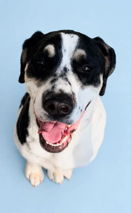 A young large-sized male Mastiff dog named Baxter for adoption in Bowling Green, KY