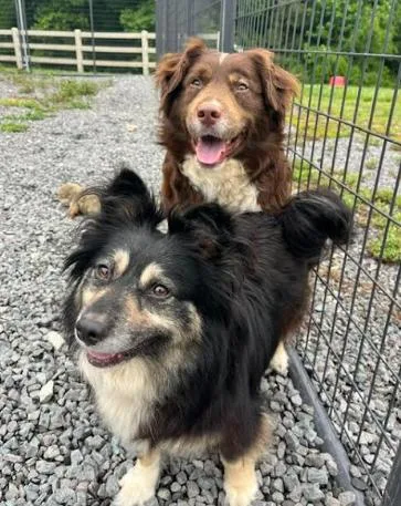 An adult medium-sized female Tricolor (Brown, Black, & White) Australian Shepherd dog named Koffee And Isabella for adoption in Mocksville, NC