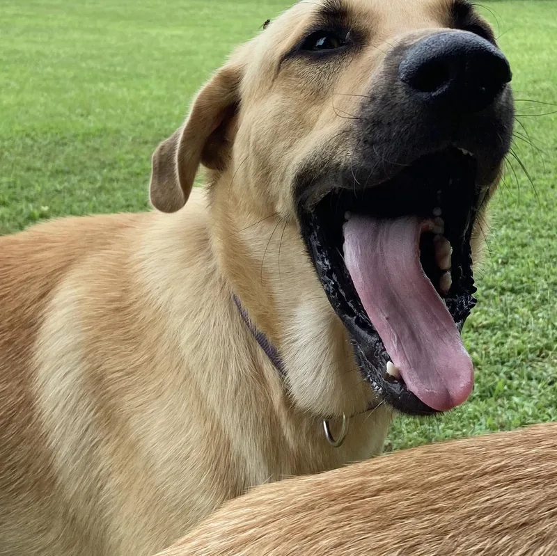 A baby large-sized male Shepherd dog named Bogie for adoption in Marion, NC