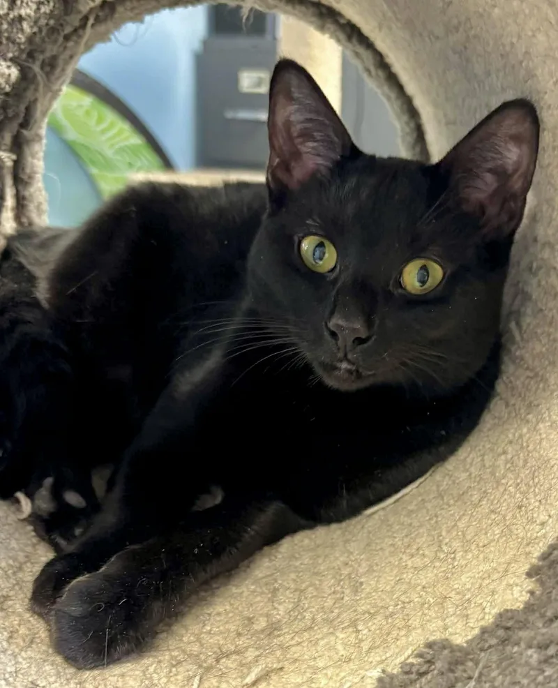 A young medium-sized female Black Domestic Short Hair cat named Paprika for adoption in Champaign, IL