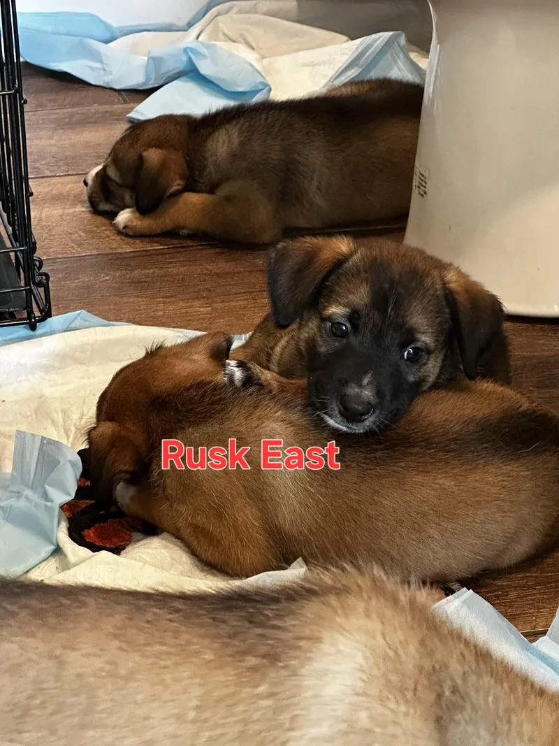A baby medium-sized male Australian Shepherd dog named Rusk East for adoption in Arlington, TX