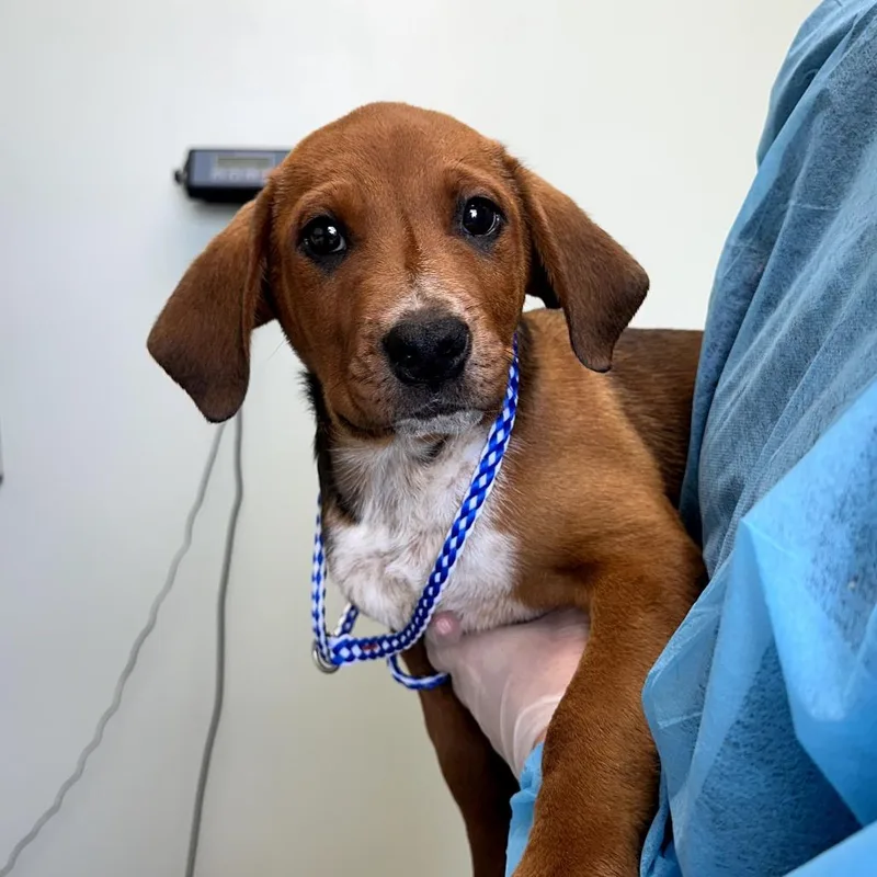 A baby small-sized male Red / Chestnut / Orange Mixed Breed dog named Porter for adoption in Skokie, IL