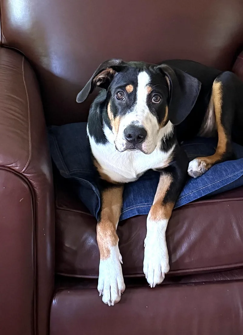 A young medium-sized male Tricolor (Brown, Black, & White) Greater Swiss Mountain Dog dog named MR. ROGER Loving for adoption in Houston, TX