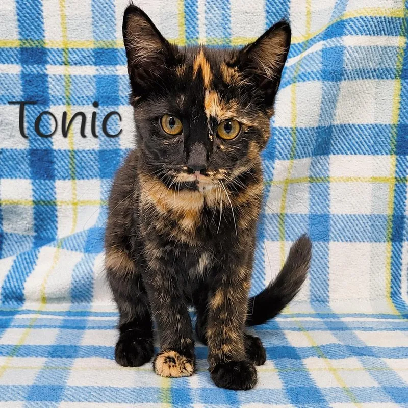 A baby small-sized female Tortoiseshell Domestic Medium Hair cat named Tonic for adoption in Parkersburg, WV