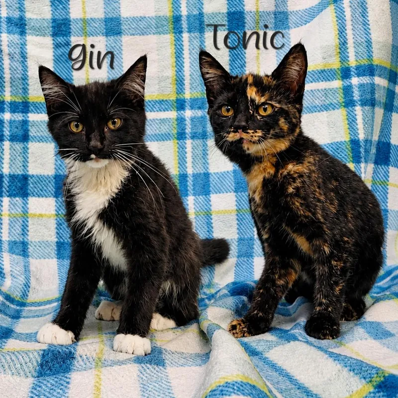 Tonic thumbnail 2
