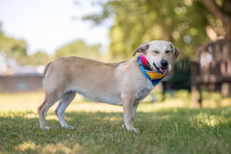 A young medium-sized female Yellow / Tan / Blond / Fawn Labrador Retriever dog named Winnie for adoption in Santa Rosa, CA