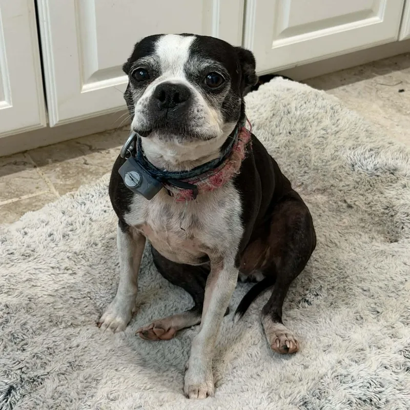 A senior small-sized male Black Boston Terrier dog named Bruno and Reina for adoption in Williston, VT