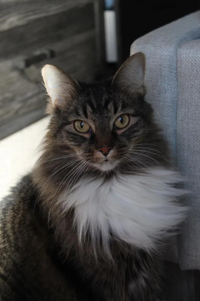 Mrs. Claws thumbnail 2