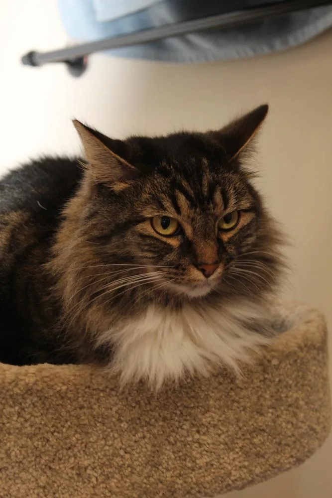 Mrs. Claws thumbnail 3