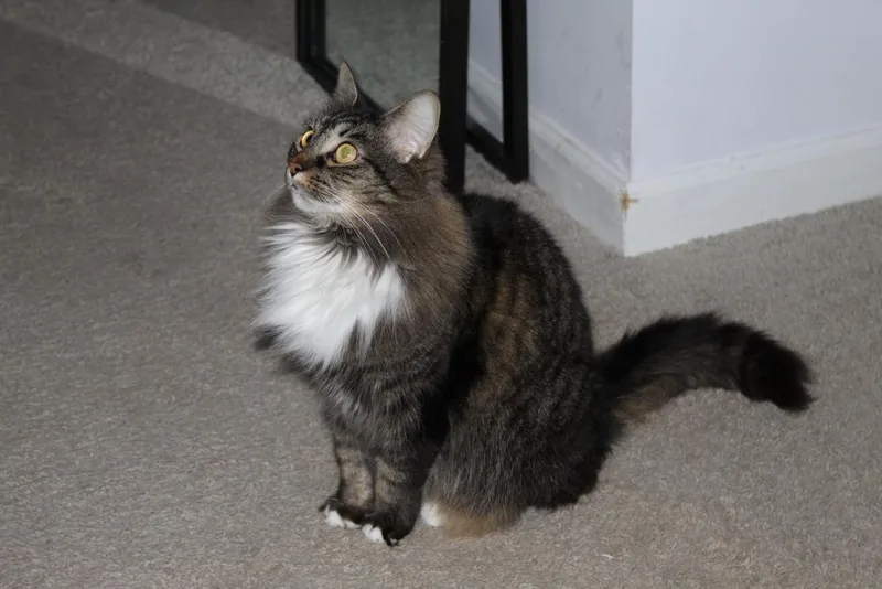 Mrs. Claws thumbnail 4