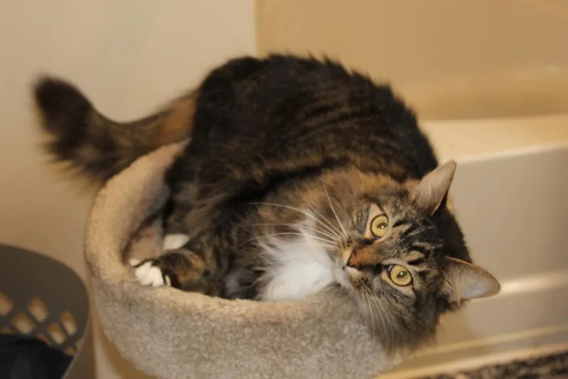 Mrs. Claws thumbnail 5